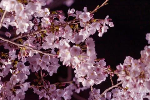 Light up Cherry blssom tree at night closed up shot Stock Photos