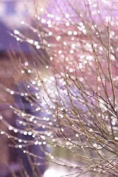 Light Christmas background decorations Abstract Stock Photos