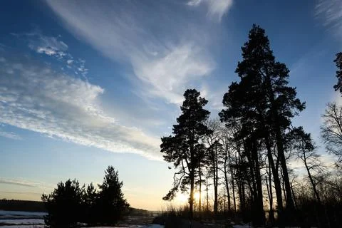 Light clouds in the blue spring sky above tall pine trees Stock Photos