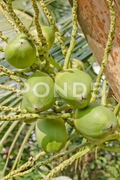 Light coconuy fruit Stock Photos