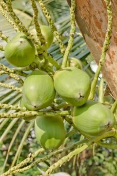 Light coconuy fruit Stock Photos