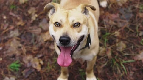 A light coffee-colored dog with a collar runs up and sits down in the woods Stock Footage 147194375