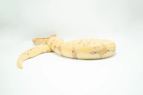 Light-colored Banana Ball Python coiled on a white surface, with its yellow and Photos