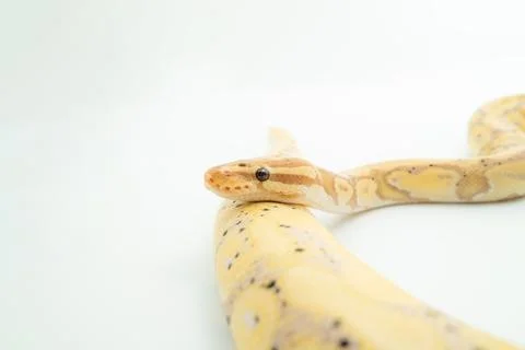 Light-colored Banana Ball Python coiled on a white surface, with its yellow and Stock Photos