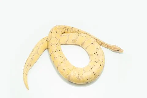 Light-colored Banana Ball Python coiled on a white surface, with its yellow and Photos