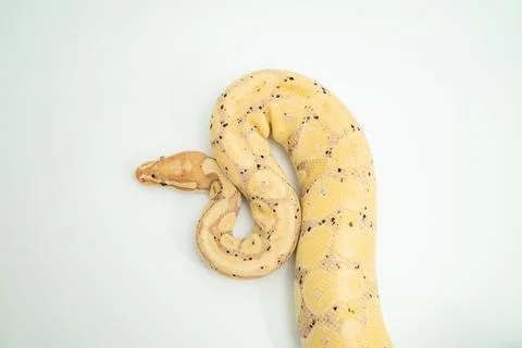 Light-colored Banana Ball Python coiled on a white surface, with its yellow and Stock-Fotos