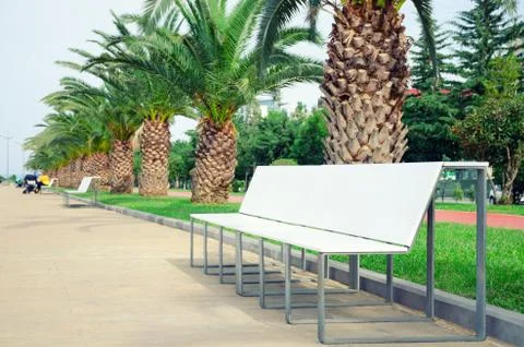 A light-colored bench in a pedestrian zone amidst a palm alley. Stock Photos
