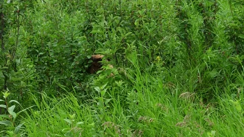 Light colored brown bear largely hidden in green bushes is eating berries Stock Footage 172217494