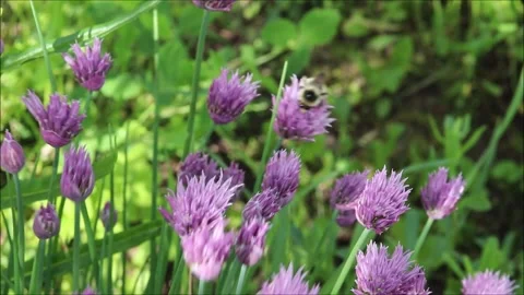 A light-colored bumblebee collects nectar in a strong wind Stock Footage 323520791