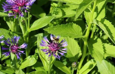 A light-colored bumblebee collects nectar from a mountain cornflower Stock Photos
