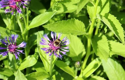 A light-colored bumblebee pollinates a mountain cornflower in the garden Stock Photos