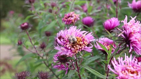 A light-colored bumblebee pollinates a pink aster flower Stock Footage 320462975