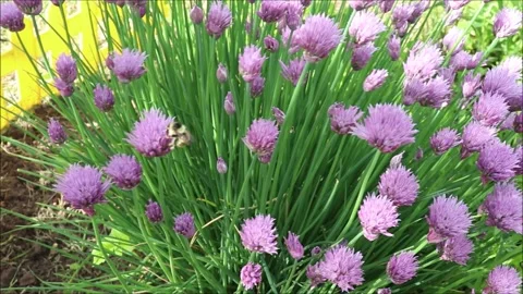 A light-colored bumblebee pollinates two purple ornamental onion flowers Vídeo Stock 334416878