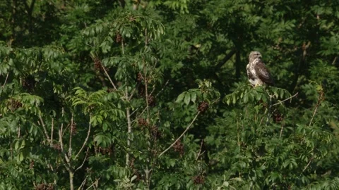 Light-colored buzzard sitting in tree crown Stock Footage 312202910