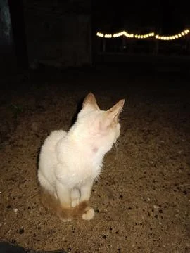 A light-colored cat with darker ears Stock Photos