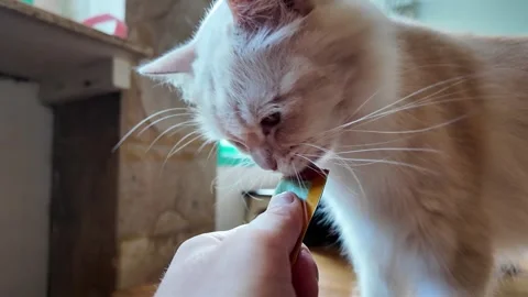 Light Colored Cat Eating from a Person’s Hand Indoors Vidéo 347590653