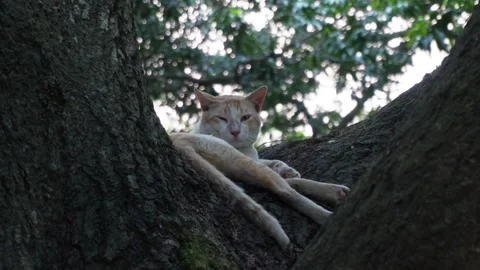 Light Colored Cat Video stock 333926195
