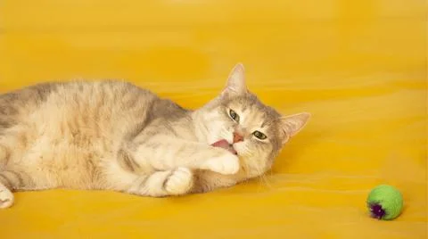 A light-colored cat licks its paw on a yellow blanket. There are toys next to Stock Photos