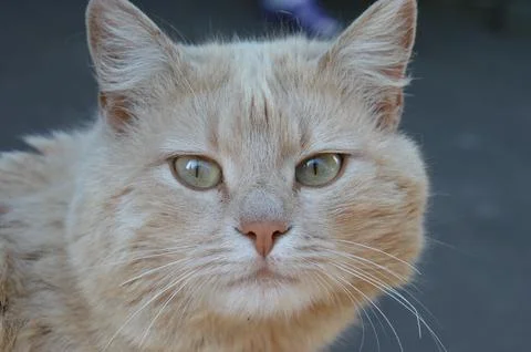 Light-colored cat looking directly at the camera on a sunny day with soft fur Stock Photos