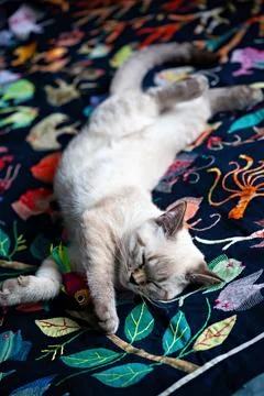Light-colored cat napping with legs stretched out on a colorful embroidered.. Stock Photos