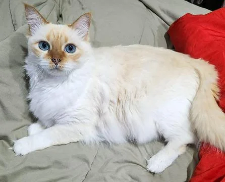 Light-colored cat resting Stock Photos
