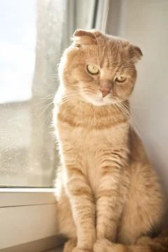 A light-colored cat is sitting by a window, gazing outside. Sunlight casts a  Stock Photos