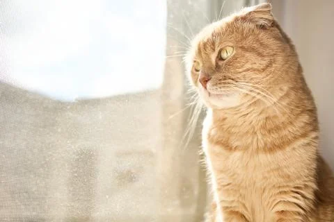 A light-colored cat is sitting by a window, gazing outside. Sunlight casts a  Stock Photos