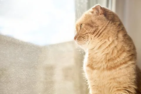 A light-colored cat is sitting by a window, gazing outside. Sunlight casts a  Stock Photos