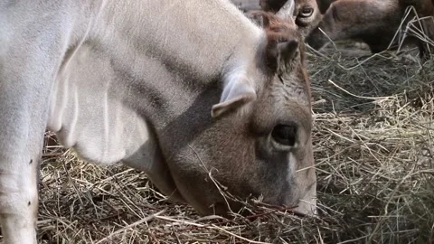 A light-colored cow is eating hay outside. Stock Footage 164966928
