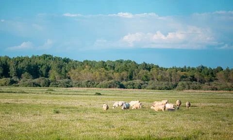 Light Colored Cows Grazing in a Grass Field with Forest Background Stock Photos