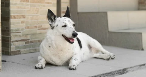 A light-colored dog with black spots lies on the tiles in the yard, she is ve Vídeo Stock 279461510