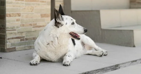 A light-colored dog with black spots lies on the tiles in the yard, she is ve Stock Footage 279485961