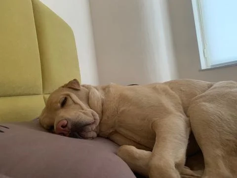 Light-colored dog peacefully sleeping on couch Stock Photos