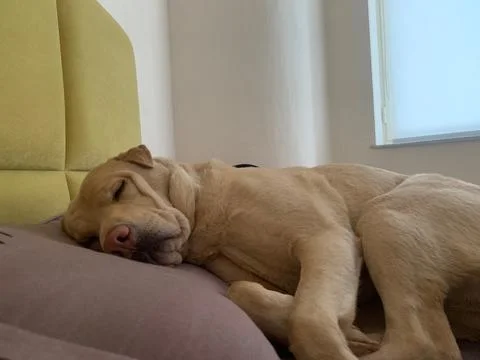 Light-colored dog peacefully sleeping on couch Stock Photos