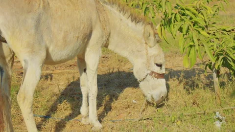 A light-colored donkey covered n flies grazes near a green mango tree. Stock Footage 306719133