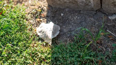 Light-Colored Dry Leaf Partially Sunlit and Partially Shaded 库存照片