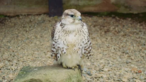 A light-colored falcon sits on rock, looking forward, with gravel spread across Vídeo Stock 311352113