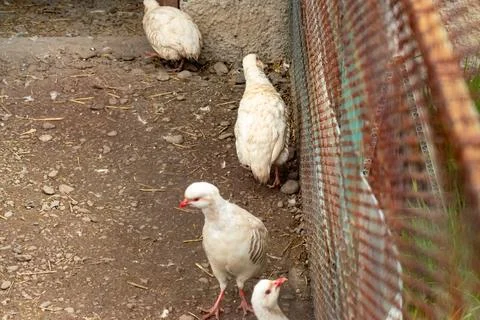 Light-colored flock of partridges with red beaks and soft plumage exploring.. Stock Photos