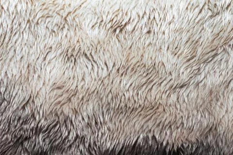 Light colored fur texture backdrop photo. Stock Photos