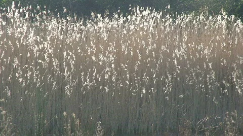 Light Colored Grass Blowing in the Wind Stock Footage 315680