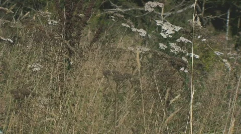 Light Colored Grass in a Field Stock-Footage 315740
