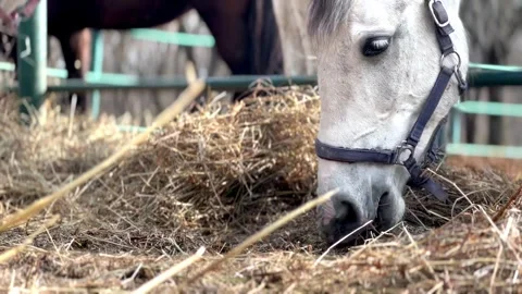 A light-colored horse chews hay in a paddock. Tarkhany, Penza region. Russia Video stock 273621868