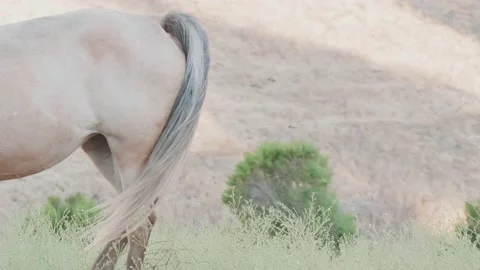 Light colored horse with gray tail in the breeze Stock Footage 139418793