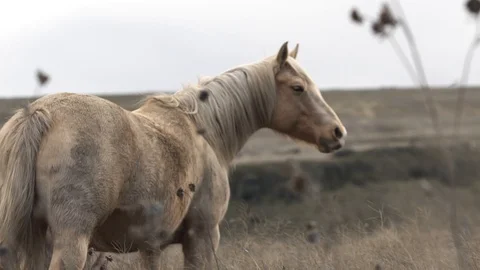 Light Colored Horse in Open Field Stock Footage 128597988