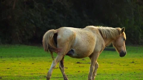 Light-Colored Horse Walking in Open Meadow During Evening Light Video stock 328529315