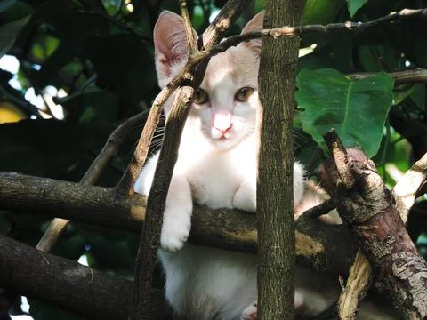 Light Colored Kitten Perched on Tree Branch Looking at Camera with Green Leaves Stock Photos