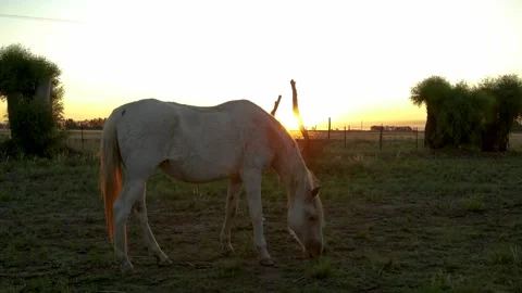 Light colored mare grazing lonely in rural landscape during sunset. 4K Stock Footage 272275934