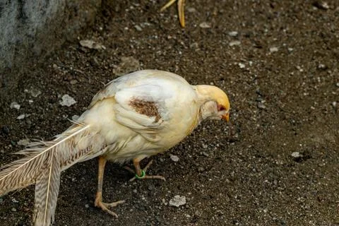 Light-colored pheasant with a long tail searching for food on the dirt grou.. Stock Photos