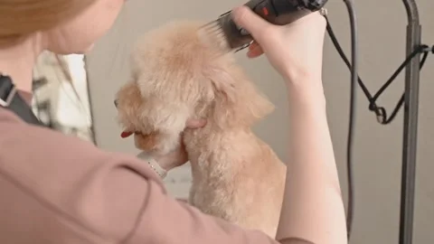 Light-colored poodle gets a professional head trim with a precision clipper at a Stock Footage 305539964