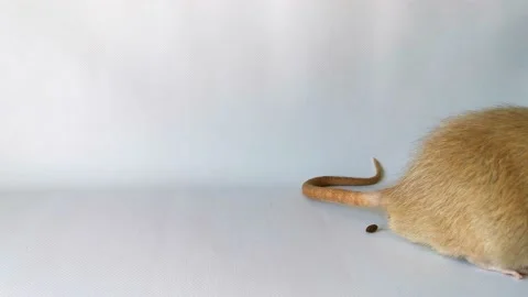 Light colored rat dumbo sits on white background, then poops and leaves frame Stock Footage 220566433